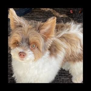 Meet your Posher, Sandy